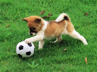 Игривый щенок на открытом воздухе головоломка