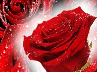 Пазл Красные Розы