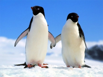 Пазл пингвина