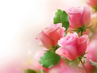 Розовые розы Пазл