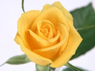 Желтые Розы Пазл