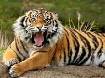 Животные Пазл Тигр